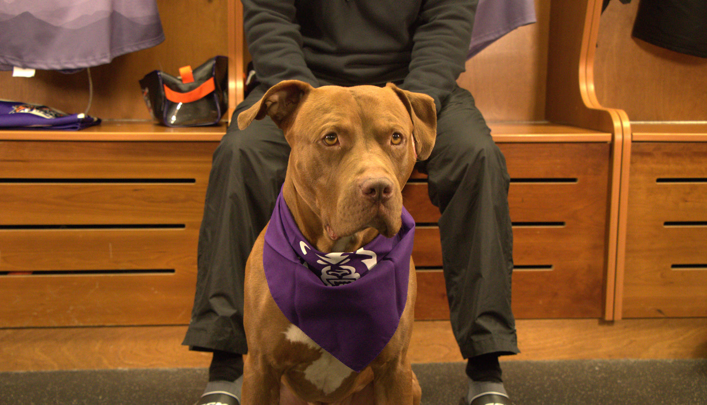 Ice Bears Bandana Purple