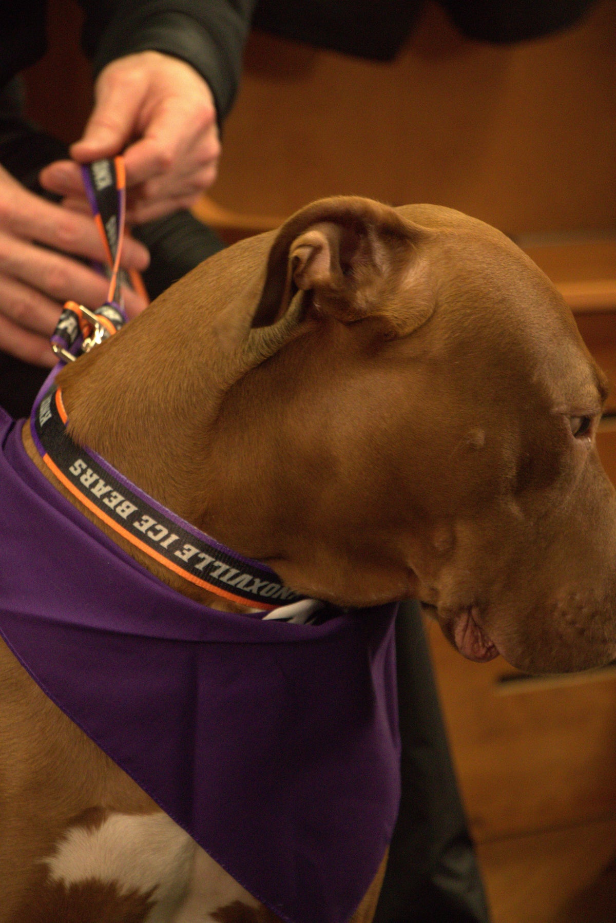 Pet Leash - KIB Logo